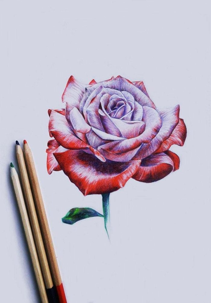 fleur a dessiner au crayon, modèle de rose violet aux pétales rouges et feuilles vertes, idée joli dessin de rose