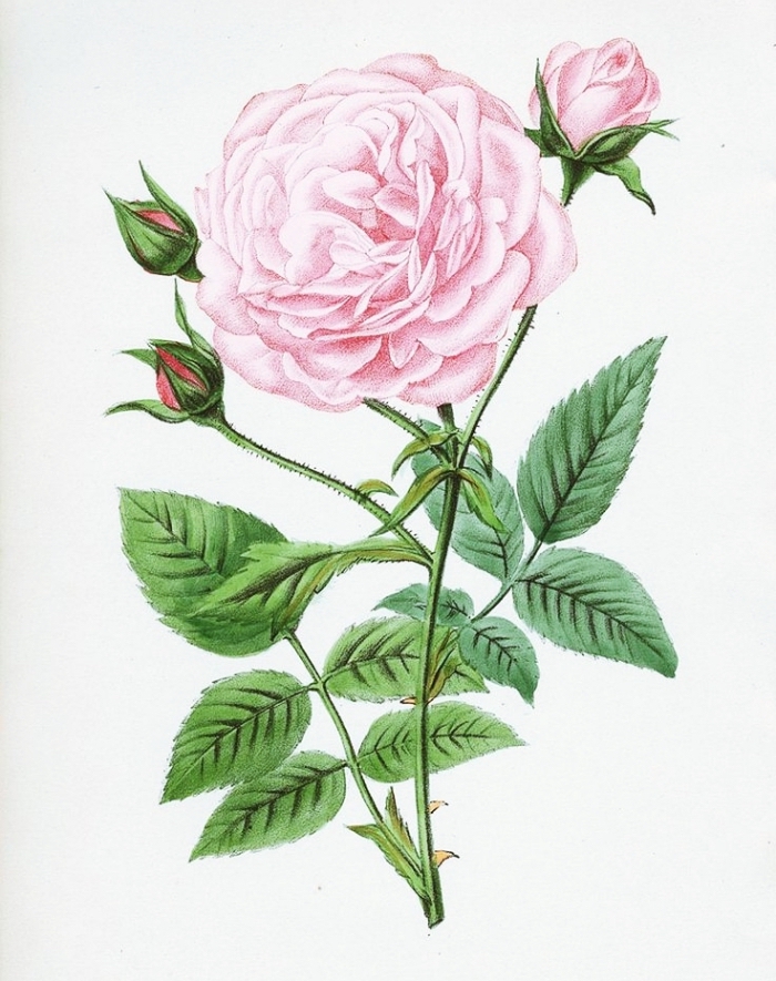 joli dessin réaliste de roses fermées et ouvertes de couleur rose aux feuilles vertes, modèle de dessin de fleur réaliste 
