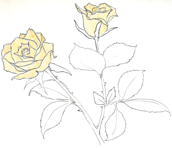 idée comment faire un dessin facile de bouquet de roses jaunes, croquis de roses ouvertes aux pétales jaunes