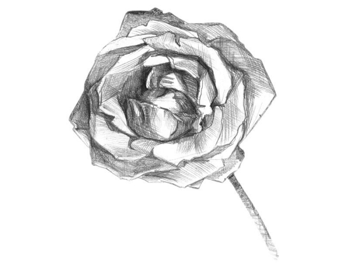 croquis de rose ouvertes, exemple de technique de dessin au crayon blanc et noir, modèle de rose à dessiner