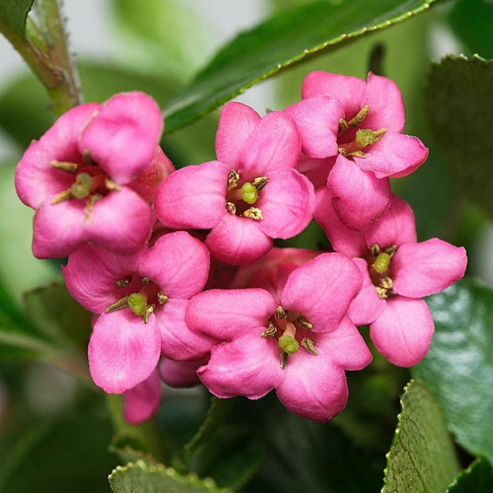 escallonia rose, une plante pour haies décoratives à planter à l'extérieur