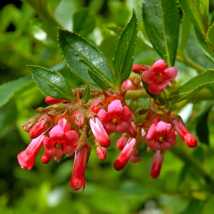 arbuste escallonia rubra, plante aux fleurs délicates et aux feuilles lustrées