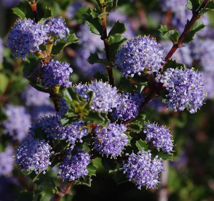 arbustes et arbrisseaux pour les jardins, ceanothe avec floraison en violet