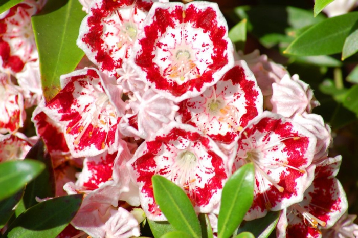 haie vive, buisson fleuri panaché rouge et blanc, touffe de fleurs fraîches pour le jardin