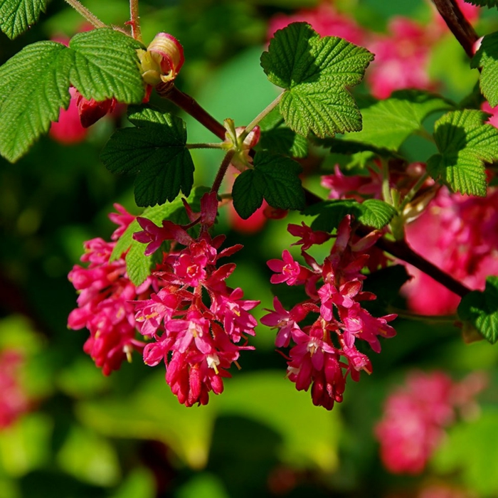 ribes sanguineum ou groseiller à fleurs, floraison rose suivie de baies parfumées