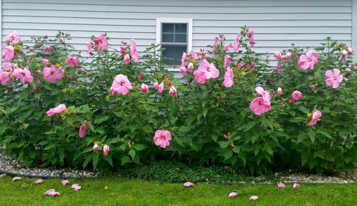 le hibiscus est un arbrisseau ornemental à jolie floraison, haie créée devant la maison 