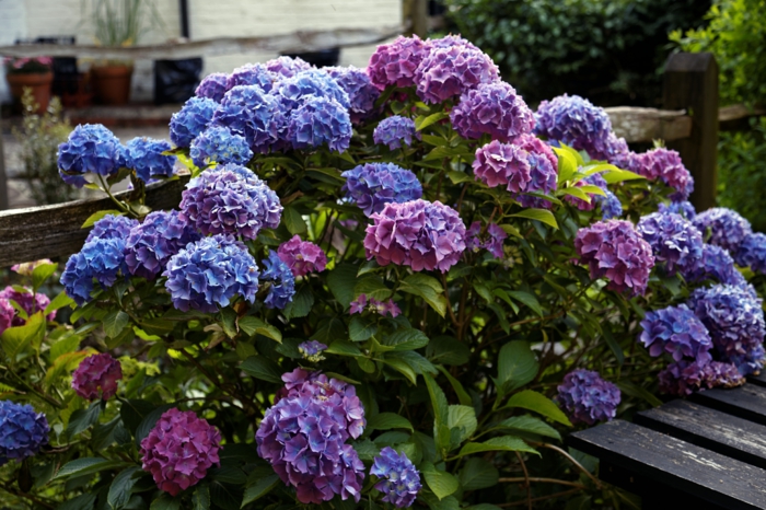 arbuste hortenzia lilas et violet, arbuste fleuri dans le jardin, fleurs en touffes