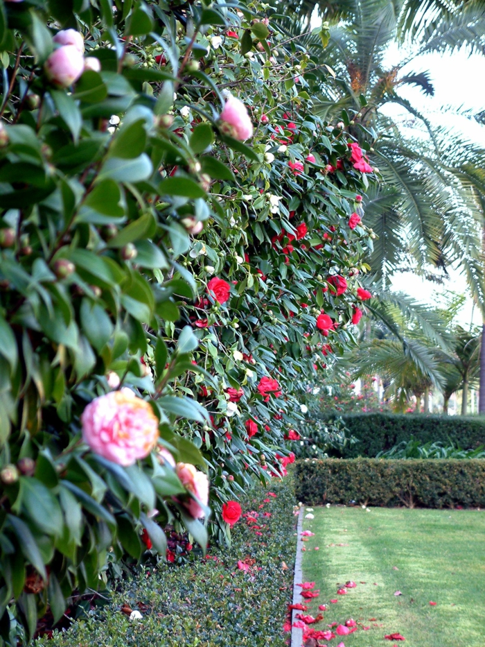 camellias fleuris en haie, jardin paradisiaque vert, haie basse verte bien taillée