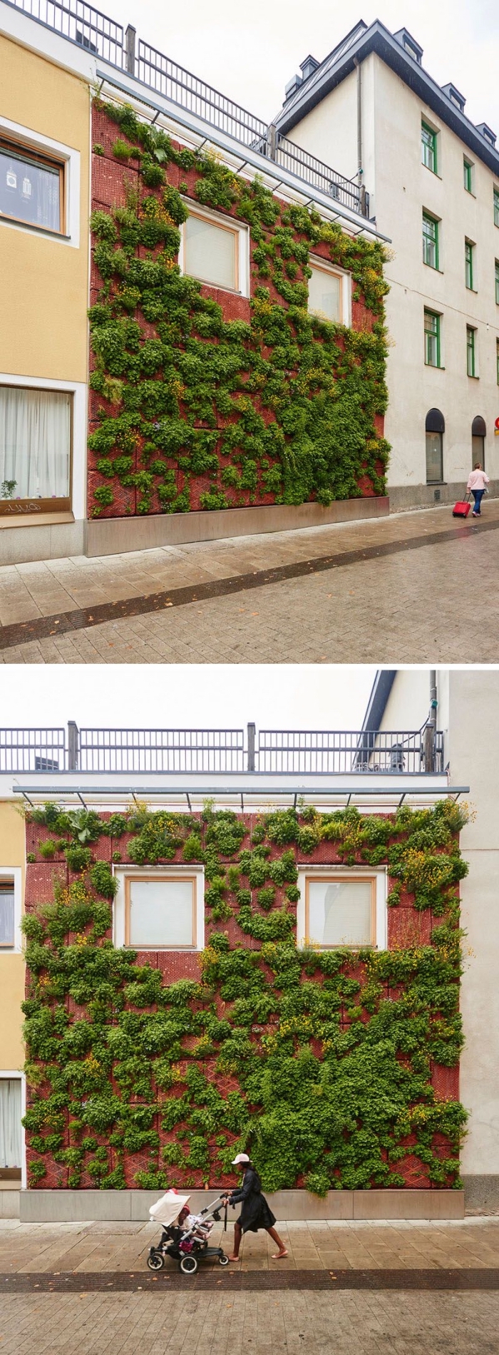 une façade végétalisée en plein milieu urbain qui apporte une touche de fraîcheur et contribue à l'assainissement de l'air , idée pour un mur végétalisé sur la façade d'une maison ou d'un bâtiment