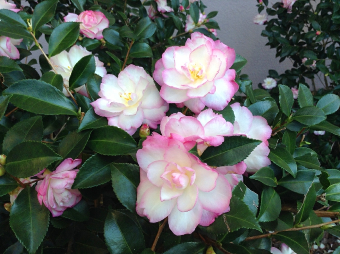 camellia blanc panaché de rosé, feuillage lustré vert, haie persistant fleurie