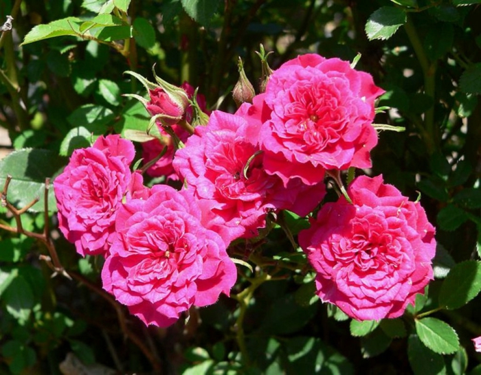 plantes pour haies et massifs, camellias roses, arbuste persistant fleuri