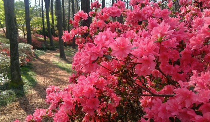 azalées qui poussent dans la forêt, une floraison magnifique, plante de la famille du rhododendron