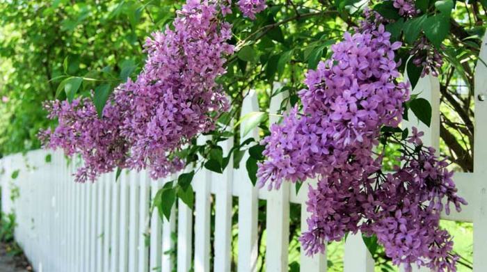 arbustes lilas violet, arbuste de haie, cloison en bois peinte blanche, arbuste de haie