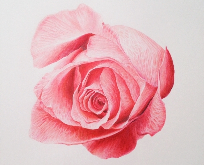 exemple de dessin fleur couleur rose, joli modèle de rose ouverte aux pétales roses, idée comment faire une rose au crayon