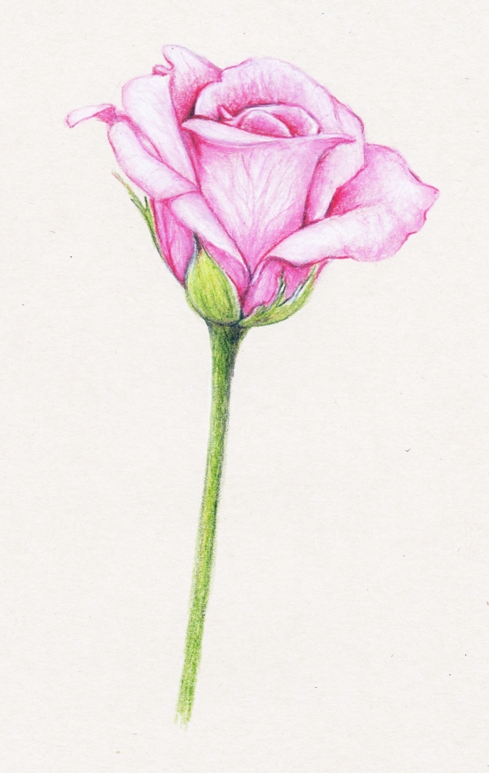 exemple dessin de rose en couleurs, idée comment dessiner une fleur en crayon, dessin de rose aux pétales roses