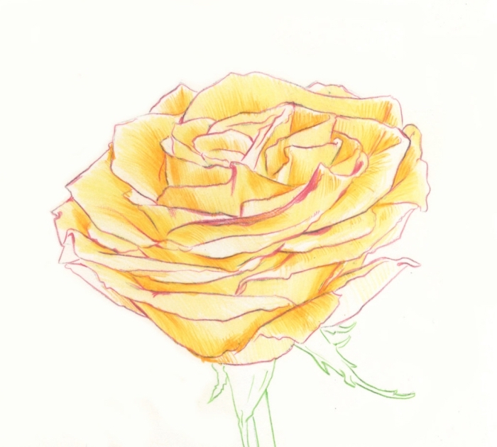 joli dessin de rose en couleur, modèle de dessin de fleur facile avec pétales rose jaunes et tige et feuilles au contour crayon vert