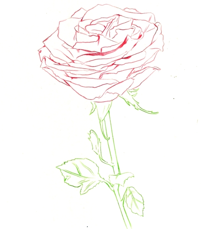dessin facile a reproduire, modèle de rose ouverte aux contours pétales rouges et feuilles vertes, dessin minimaliste en couleur