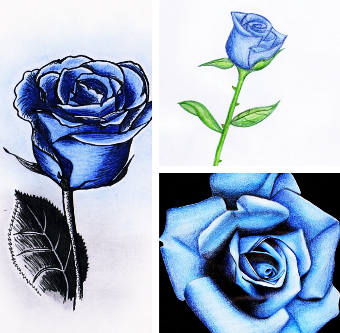 exemple de dessin de rose bleu au crayon, comment dessiner une rose ouverte ou fermée, technique pour dessiner facilement une fleur