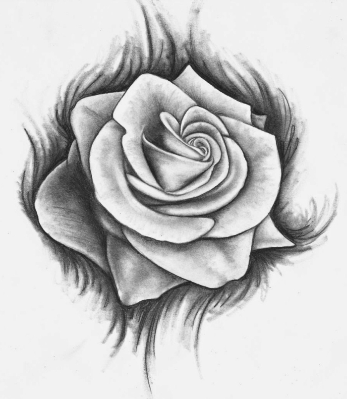 dessin de fleur blanc et noir au crayon, modèle de dessin de rose ouverte avec la technique ombre et lumière