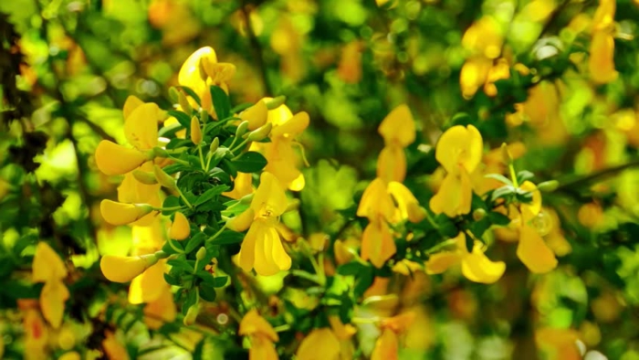 forsythia jaune, plante ornementale à floraison vive en jaune d'or, arbuste fleuri
