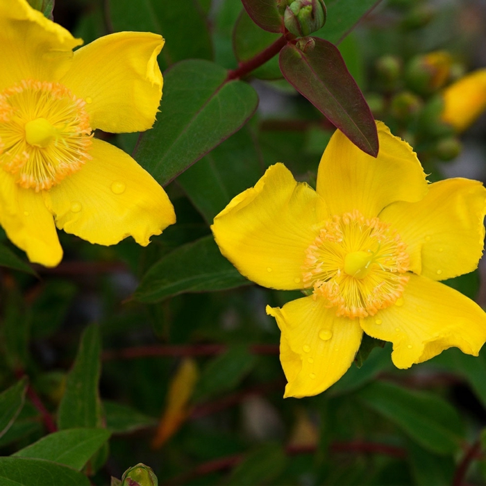 joli arbuste résistant pour haie de jardin, fleurs jaune d'or épanouies, feuillage très vert