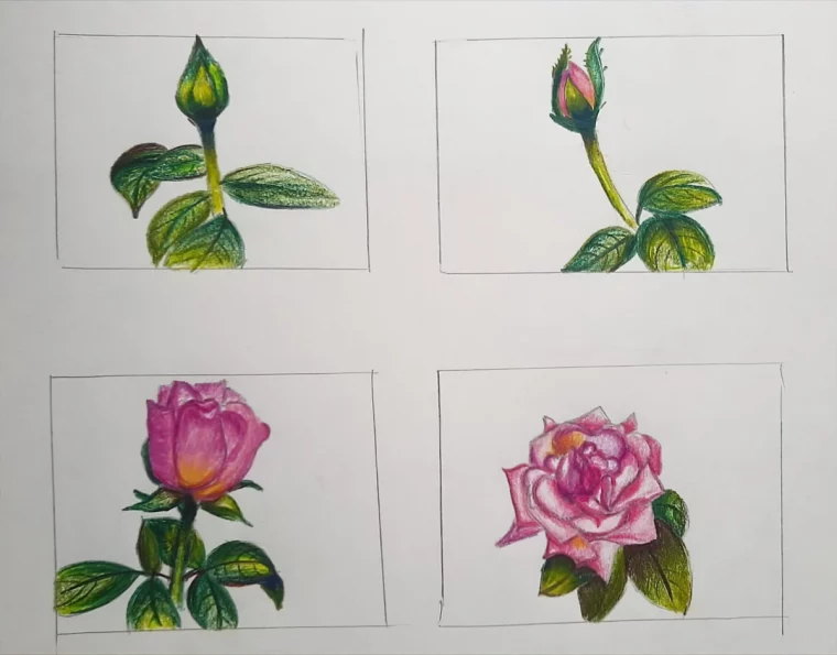rose fermee ouvertes fleur petales tiges bourgeon feuilles