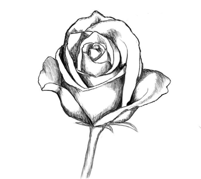 modele dessin facile à réaliser avec la technique ombre et lumière, comment faire un dessin de rose en blanc et noir