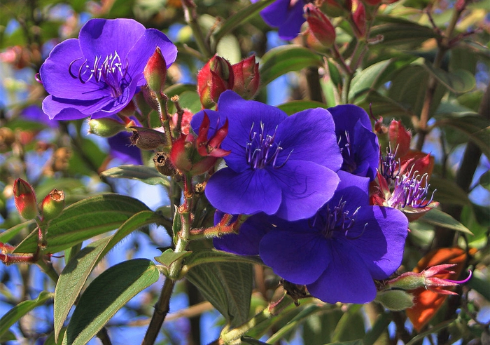 arbuste fleuri, tibouchina bleue, arbustes fleuries pour haies fleuries, haie vivante