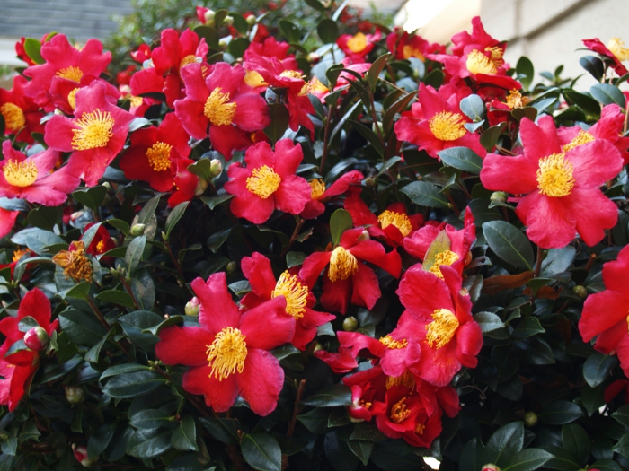 plantes de jardin persistantes, camellia rouge à inflorescence impressionnante