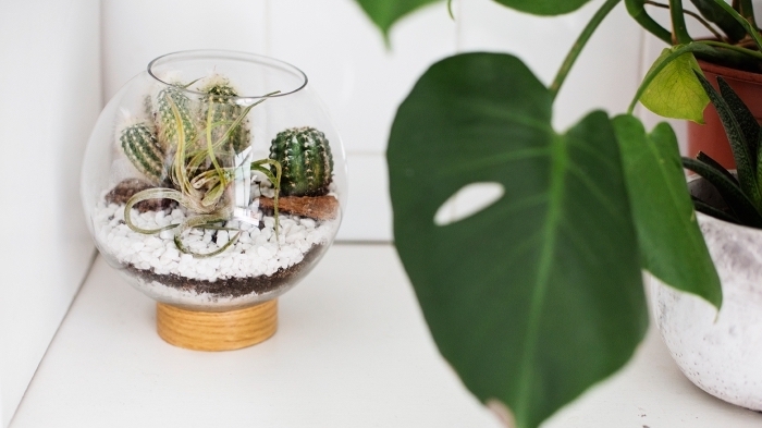 exemple de jardin miniature dans un contenant en verre, modèle aquarium rond ouvert avec plantes vertes cactus