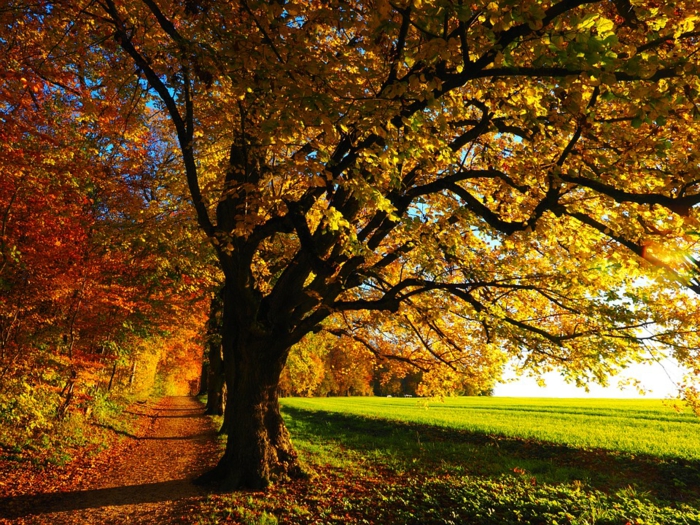 allée dans le champ vert, arbres pittoresques au feuillage d'automne, fond d'écran paysage