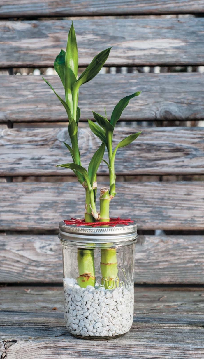 exemple de terrarium bocal facile à faire avec cailloux, idée comment créer un objet diy facile avec végétaux