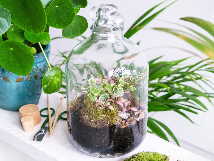 idée terrarium facile avec petite plantes humides, remplir un bocal terrarium avec terreau et mousse pour plantes vertes