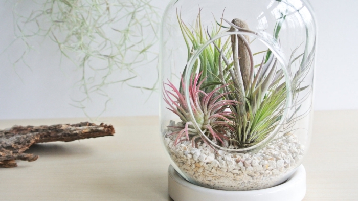 modèle de jardin miniature dans un conteneur en verre rempli de galets avec plantes succulentes, idée diy avec végétaux 