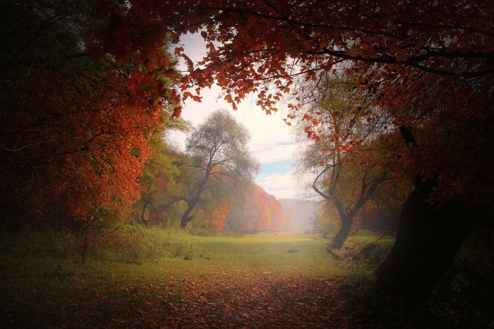 fond d'écran automne, arbre aux feuillage rougeoyant, clairière, ciel et nuages