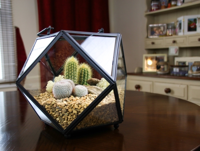 idée pour créer un jardin de cactus semi-ouvert dans un contenant original en forme géométrique rempli de cailloux et galets