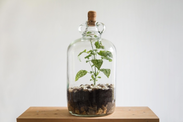 quelle plante pour terrarium fermé, modèle de jardin en miniature dans un contenant en verre rempli de terreau