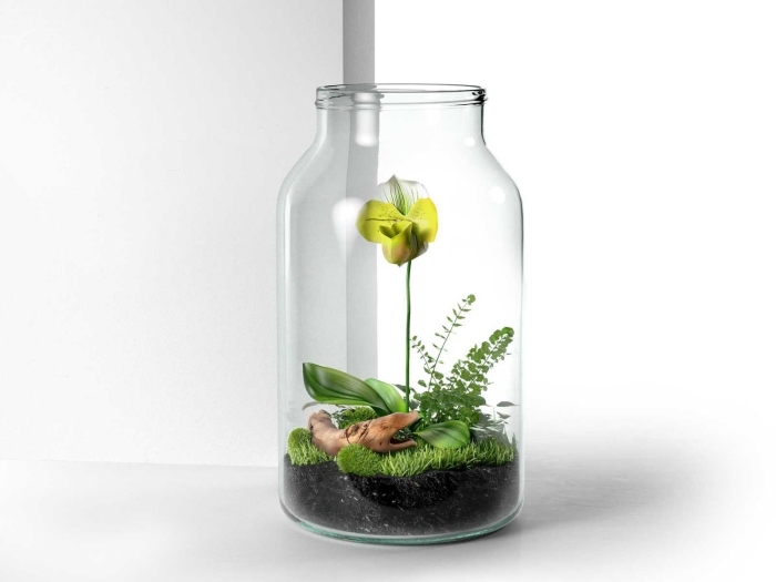 Terrarium plante en bocal: le mini jardin parfait pour votre intérieur