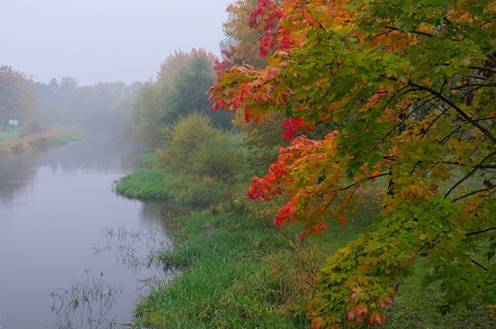 écran de verouillage rivière et forêt, arbre aux feuilles bigarrées, fond ecran automne