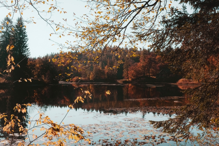 cours d'eau calme et forêt, la beauté de la nature en automne, images fond d'écran