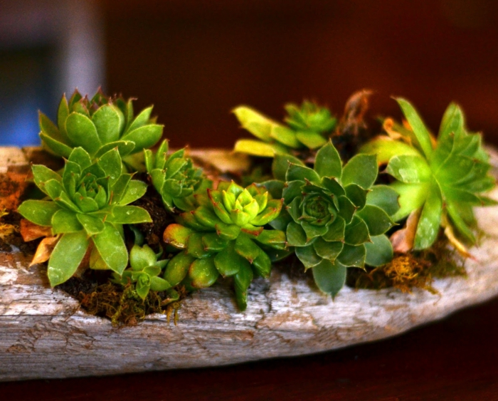 mini jardin créé avec bois flotté, plantes succulentes plantées dans un morceau de bois flotté