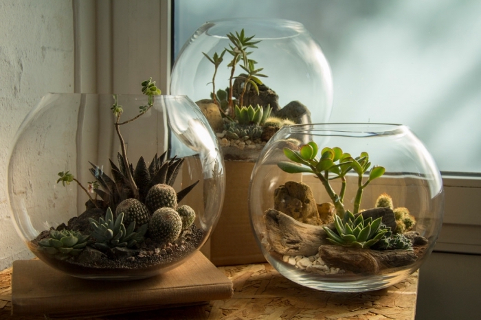 choix plante pour terrarium, modèle d'aquarium rond en verre rempli de végétaux et galets, idée objet diy avec plantes