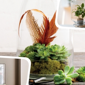 Terrarium plante en bocal: le mini jardin parfait pour votre intérieur