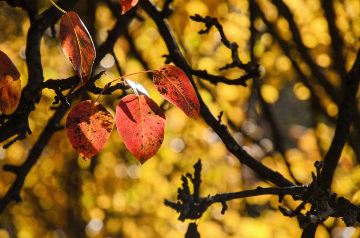 arbre aux feuilles rougeoyantes, arrière plan feuilles jaunes, photo pour fond d'écran