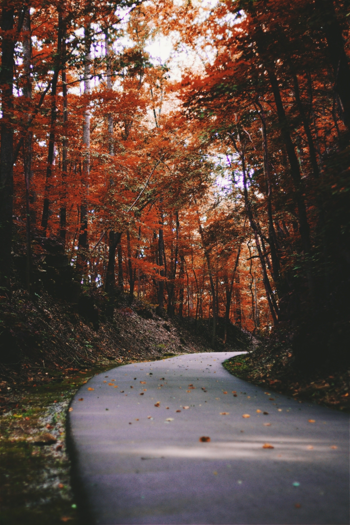 forêt en automne et le chemin, arbres situés à côté du chemin, images fond d'écran