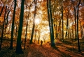En quête du meilleur paysage d’automne – plus de 100 photos inspirantes