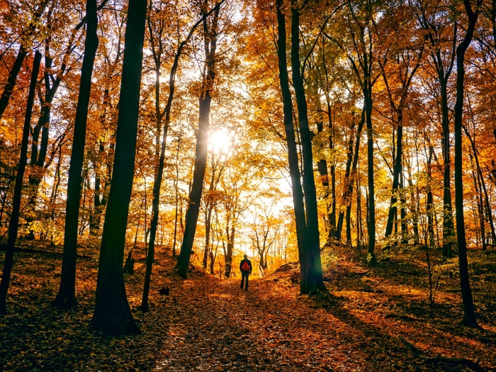 soleil dans la fôret, sentier couvert de feuilles d'automne, un homme qui contemple le paysage