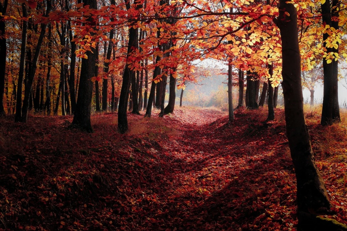 sentier romantique dans la forêt, feuilles tombées rougeoyantes, fond ecran automne