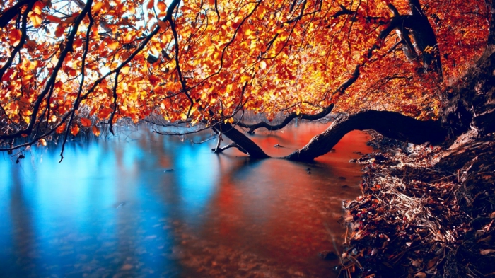 lac bleu en Australie, branches d'un arbre au feuillage jaune, fond ecran automne