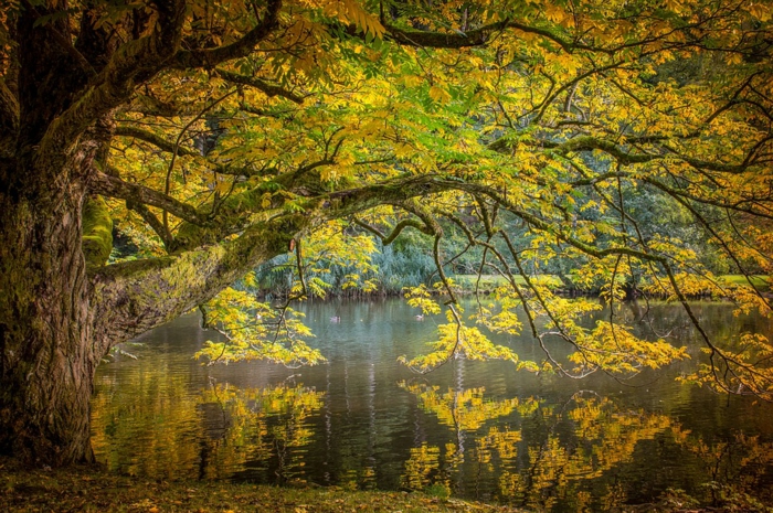 les plus jolis arbres du monde, arbre bigarré penché au-dessus de l'eau, fond d'écran automne